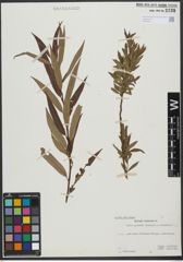 Foto von Salix triandra L. x Salix viminalis L.